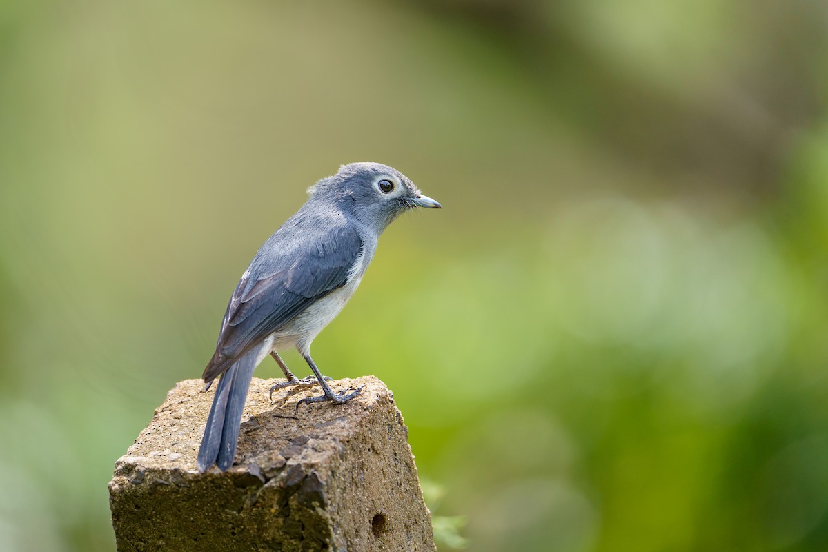 White-eyed Slaty-Flycatcher - ML629038170