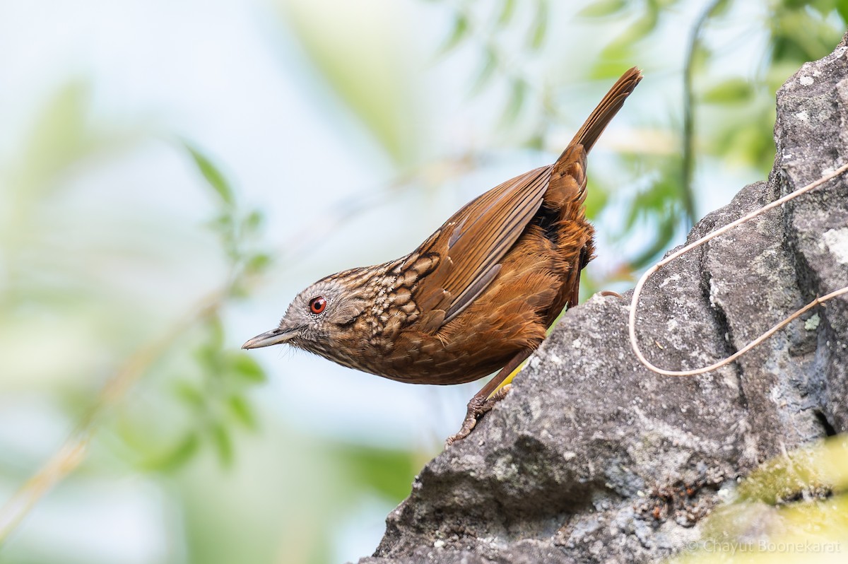 Streaked Wren-Babbler - ML629038174