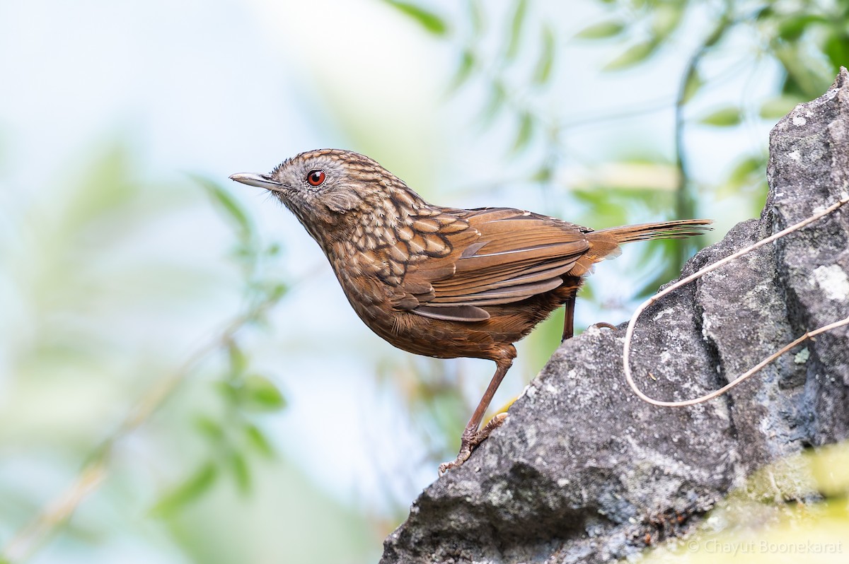 Streaked Wren-Babbler - ML629038175