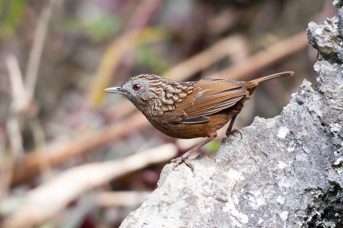 Streaked Wren-Babbler - ML629038176