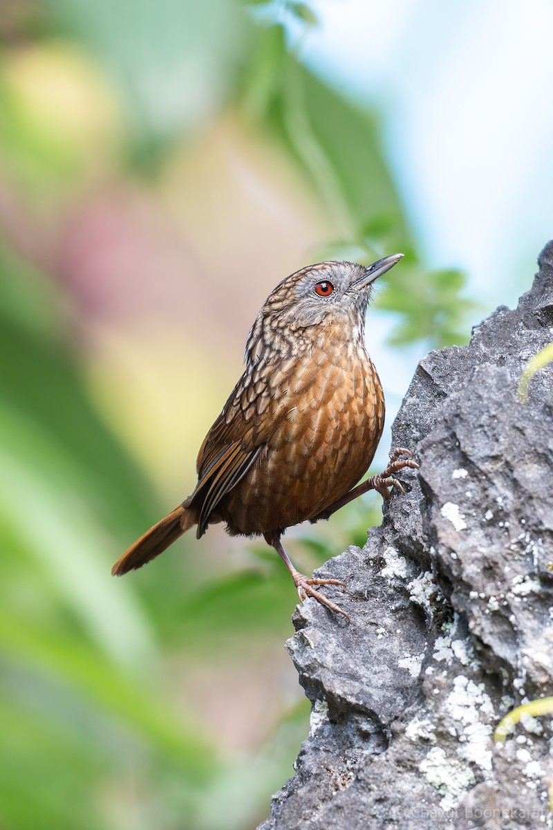 Streaked Wren-Babbler - ML629038177