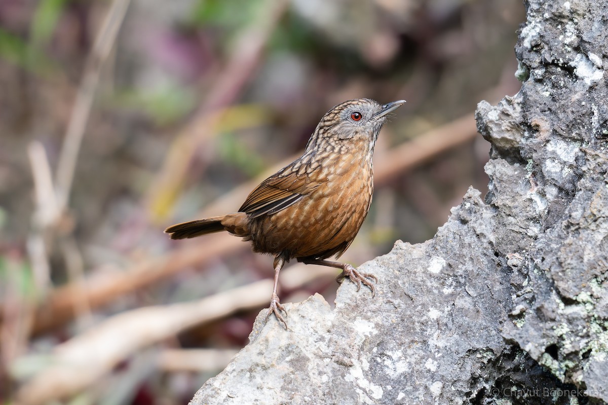 Streaked Wren-Babbler - ML629038180