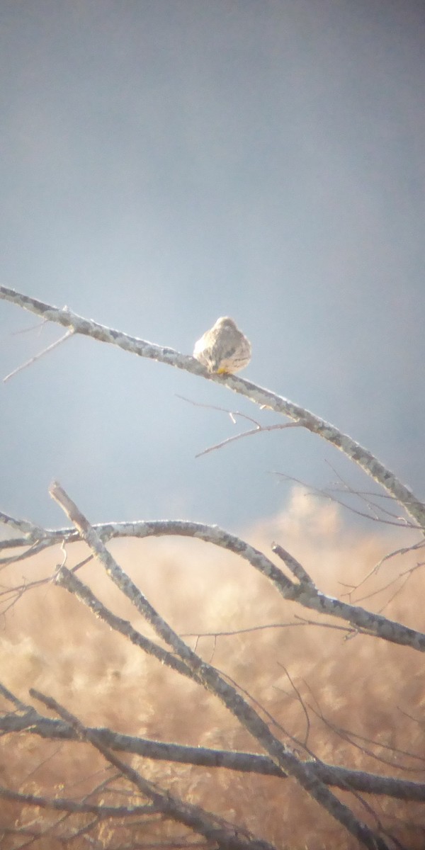 Western/Eastern Meadowlark - ML629038213