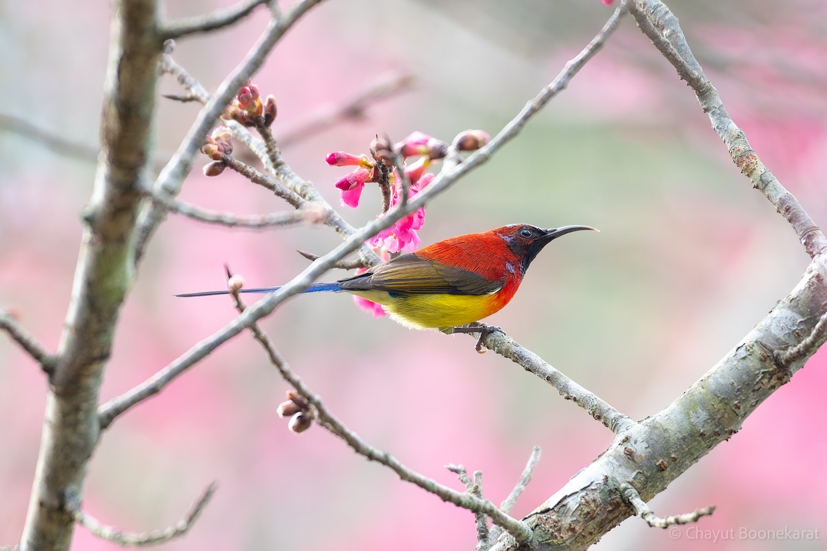 Mrs. Gould's Sunbird (Scarlet-breasted) - ML629038214