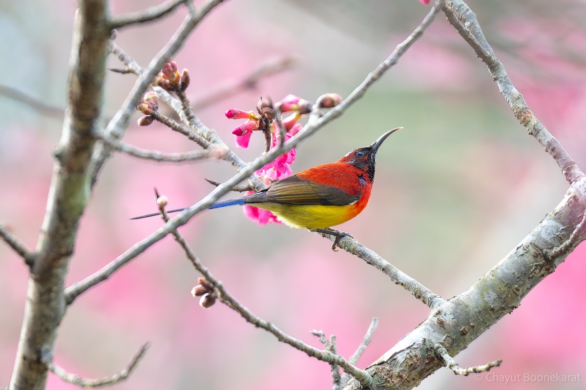 Mrs. Gould's Sunbird (Scarlet-breasted) - ML629038215