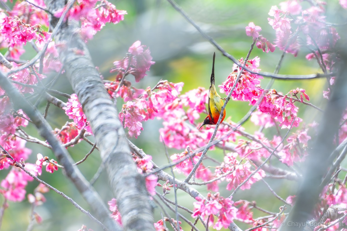 Mrs. Gould's Sunbird (Scarlet-breasted) - ML629038216