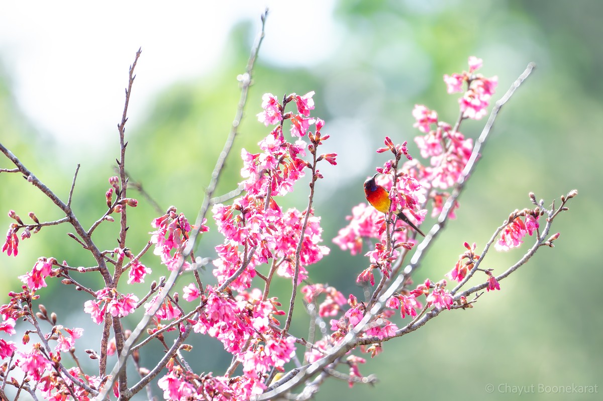 Mrs. Gould's Sunbird (Scarlet-breasted) - ML629038217