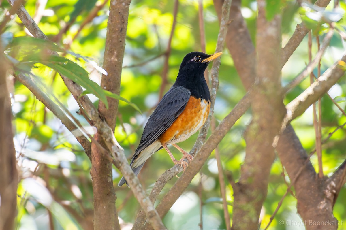 Black-breasted Thrush - ML629038225