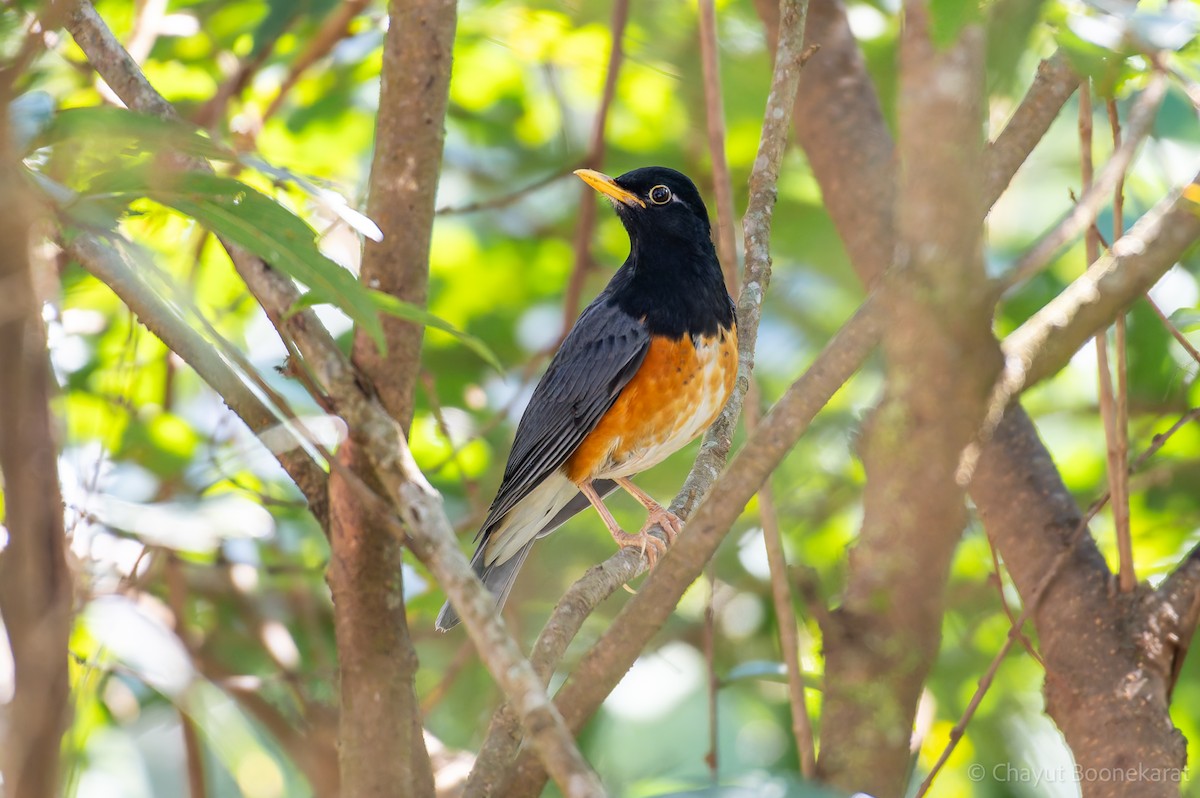 Black-breasted Thrush - ML629038226