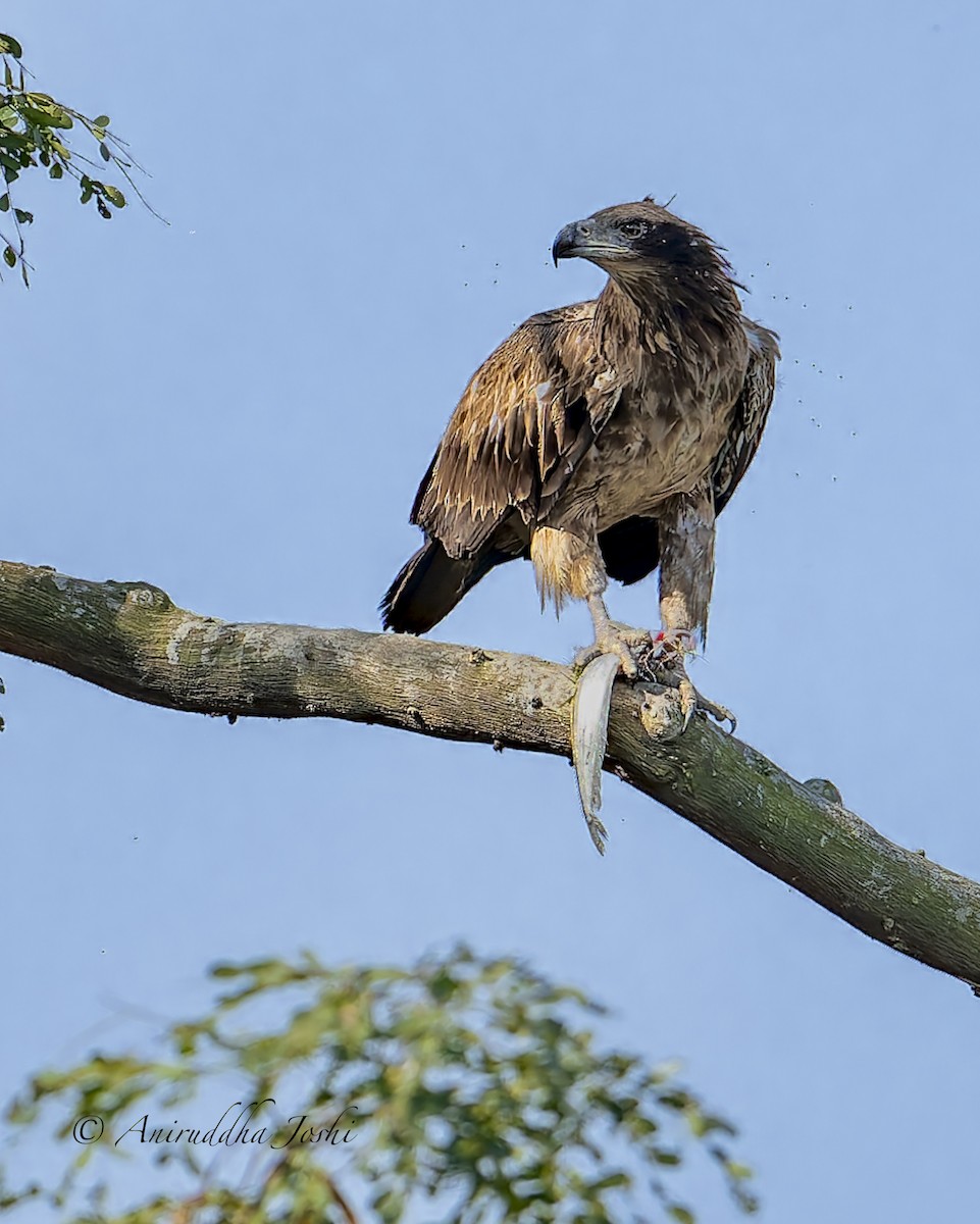 Bindenseeadler - ML629038328