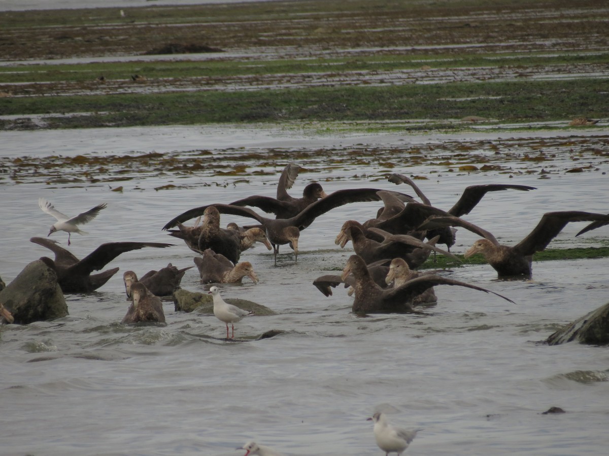 Southern Giant-Petrel - ML629038428