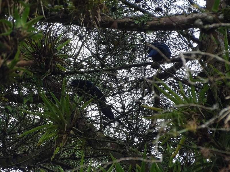 Bushy-crested Jay - ML629038454