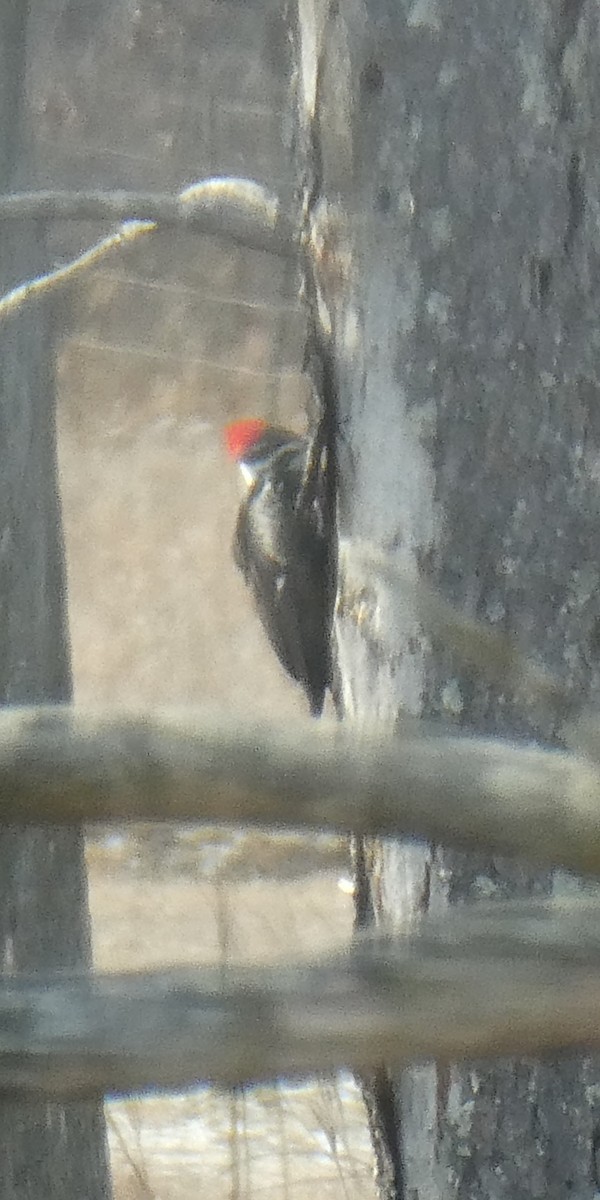 Pileated Woodpecker - ML629038523
