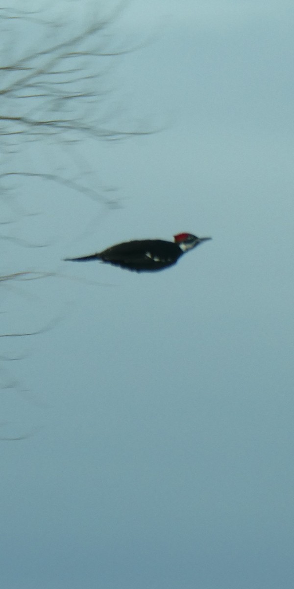 Pileated Woodpecker - ML629038550