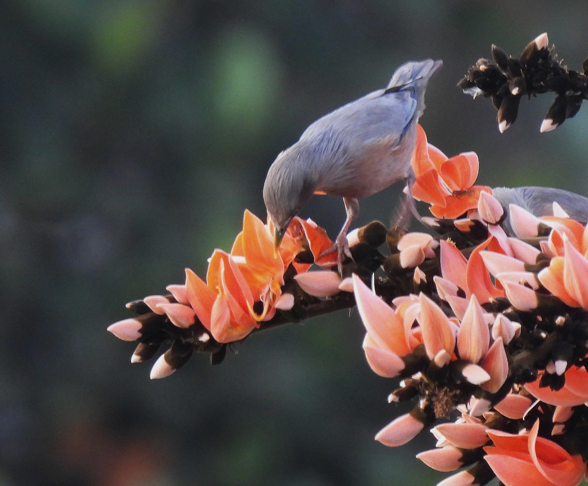 Chestnut-tailed Starling - ML629038740