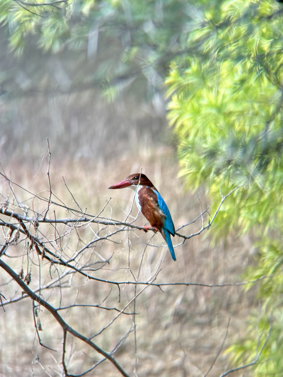 Braunliest - ML629038798