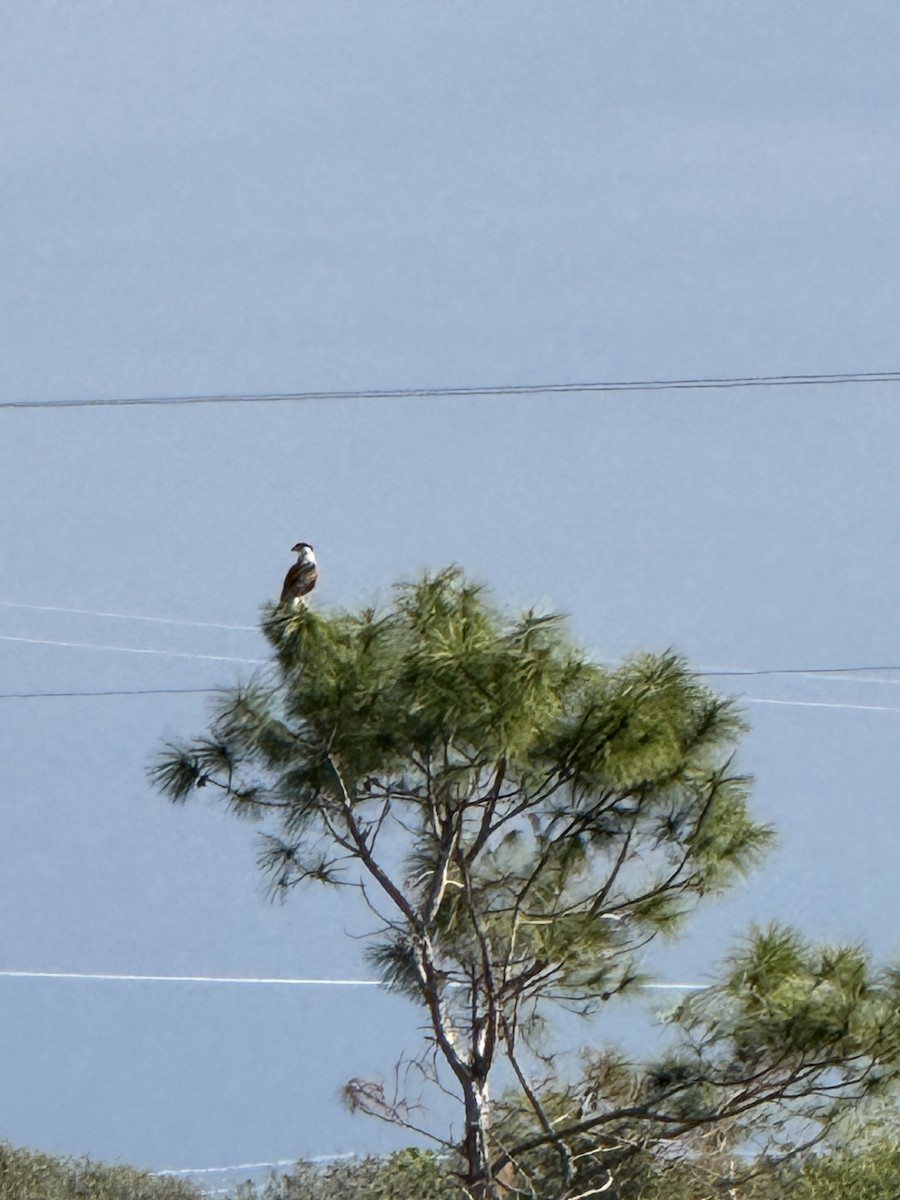 Crested Caracara - ML629038804