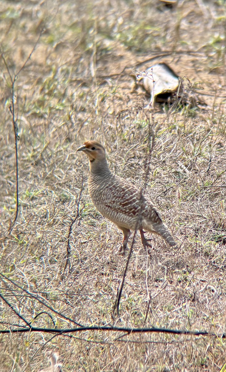 Wachtelfrankolin - ML629038864