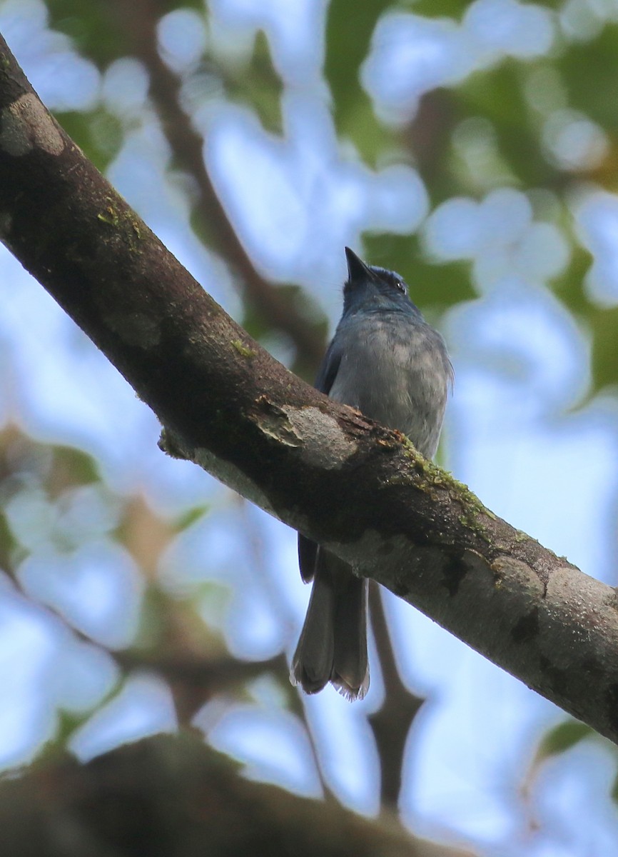 Pale Blue Flycatcher - ML629038918