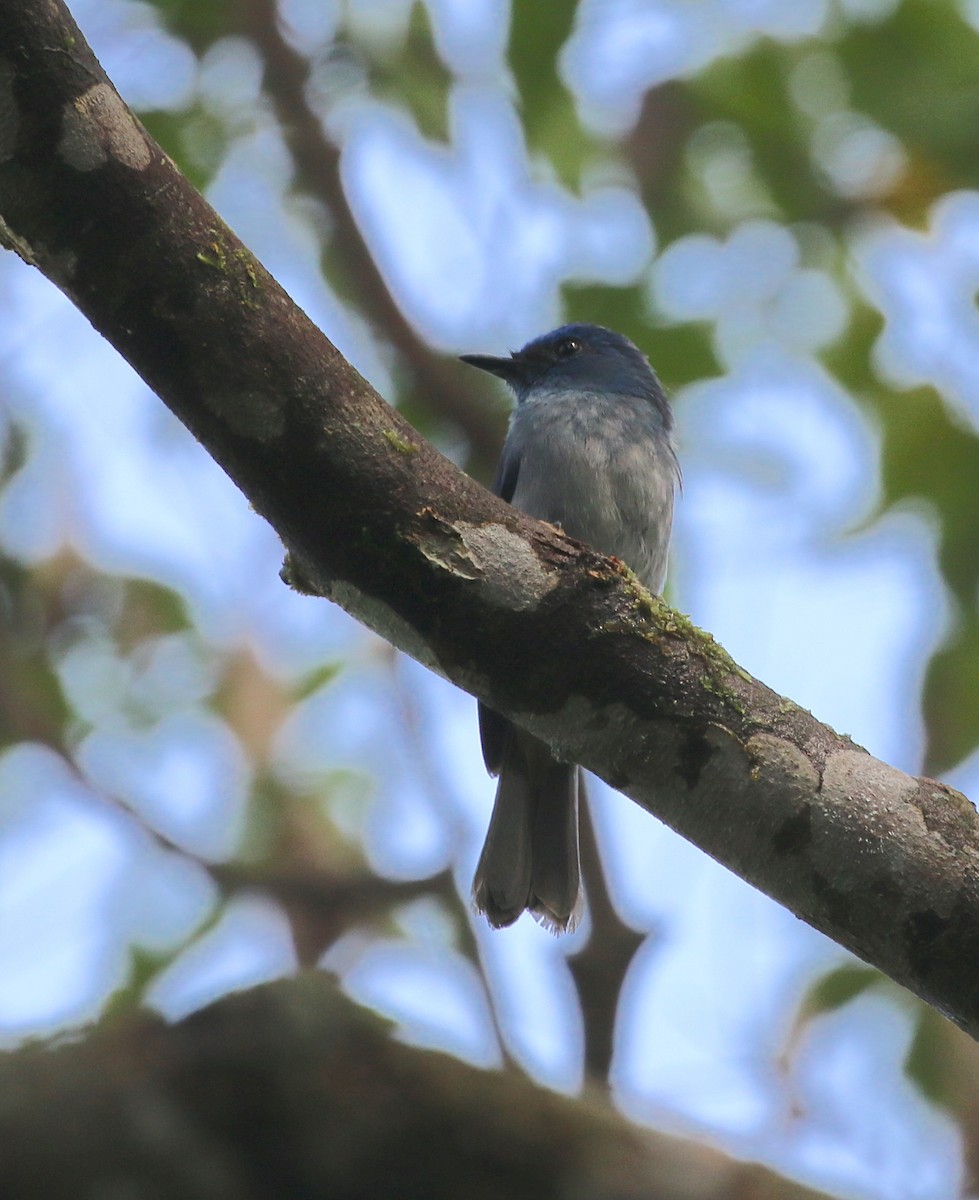 Pale Blue Flycatcher - ML629038919