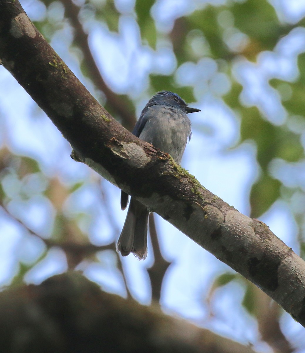 Pale Blue Flycatcher - ML629038920