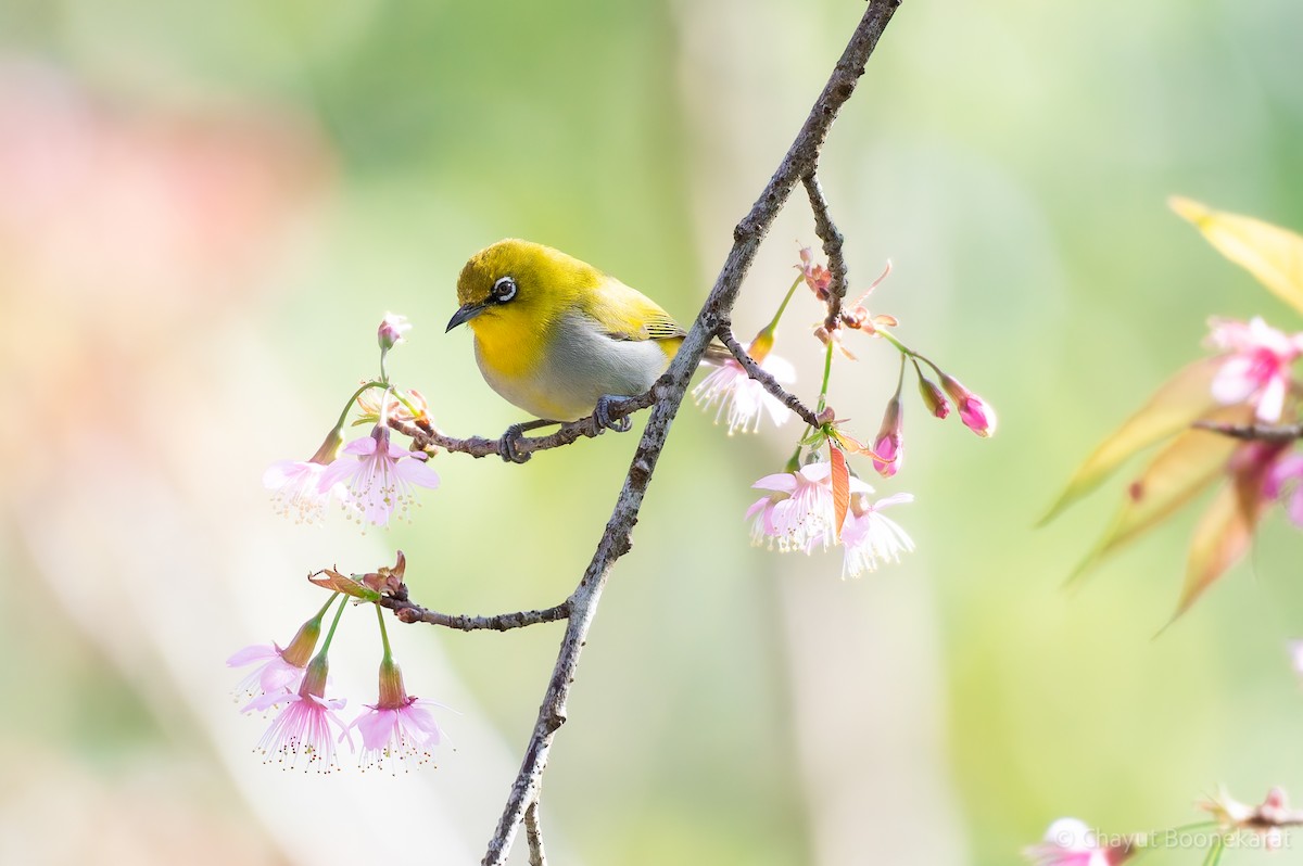 Indian White-eye - ML629039137