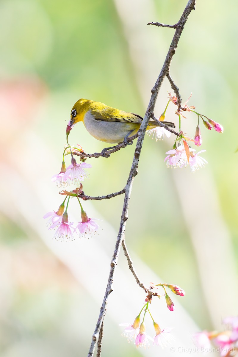 Indian White-eye - ML629039138