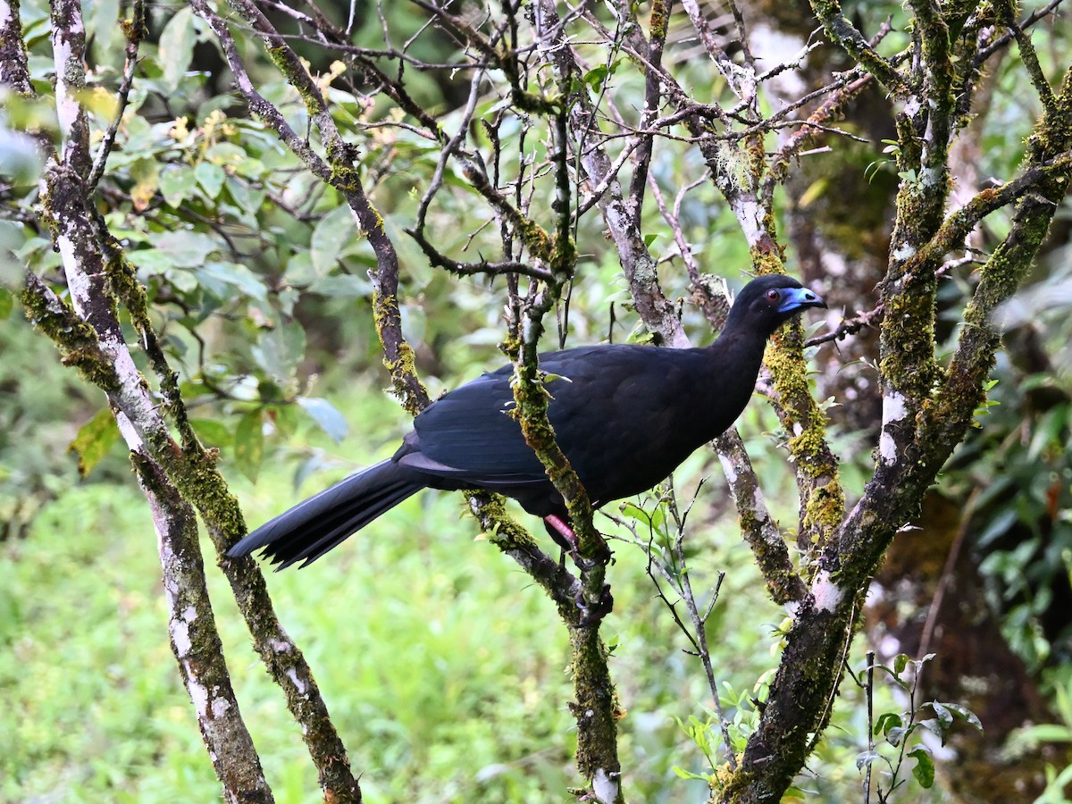 Black Guan - ML629039182