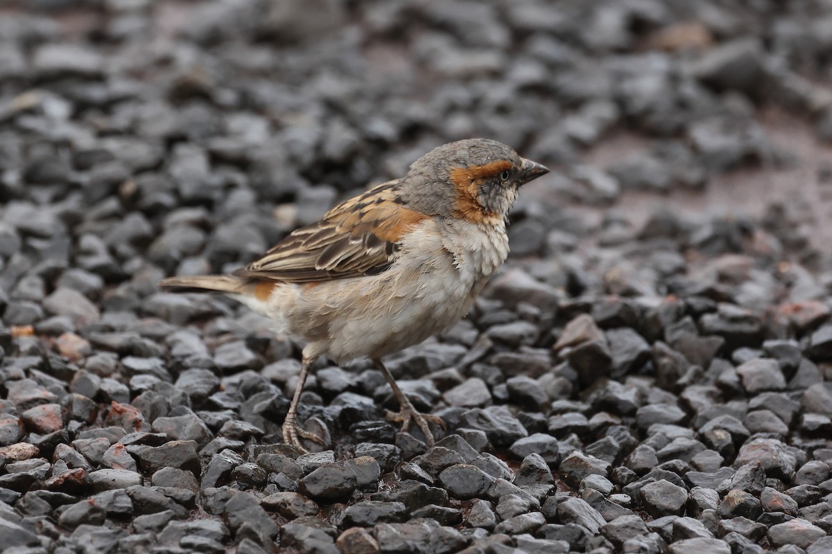 Kenya Rufous Sparrow - ML629039184