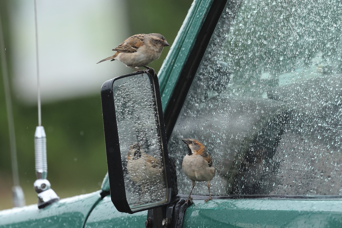 Kenya Rufous Sparrow - ML629039199