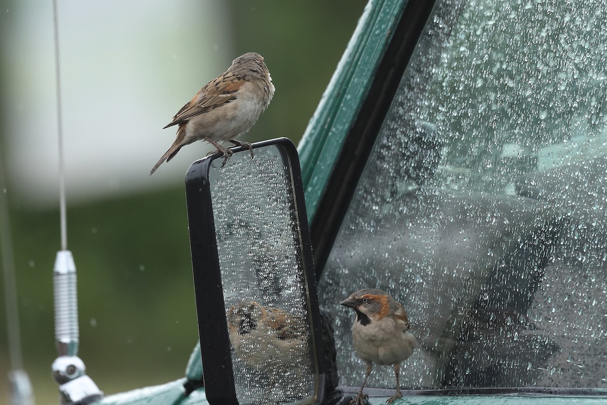 Kenya Rufous Sparrow - ML629039200