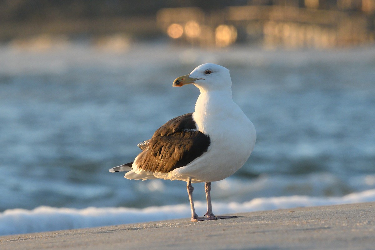 Great Black-backed Gull - ML629039276