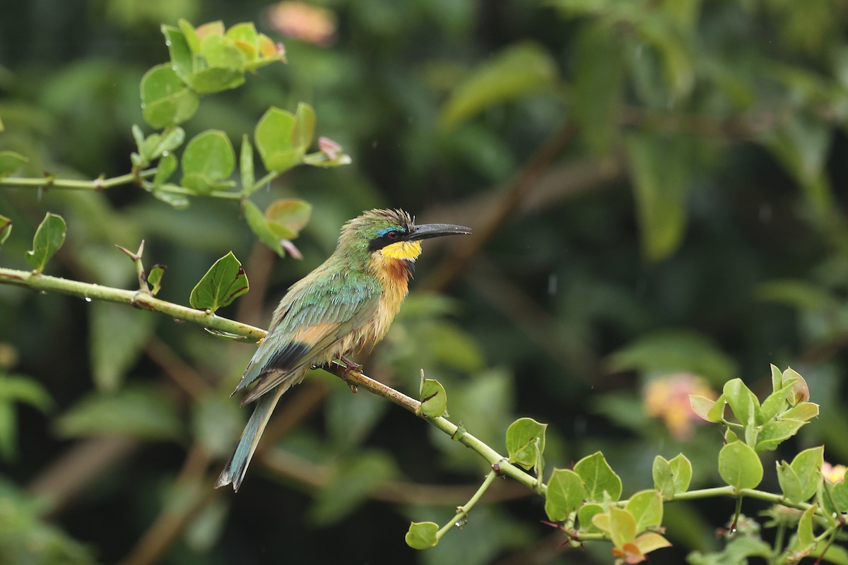 Little Bee-eater - ML629039340