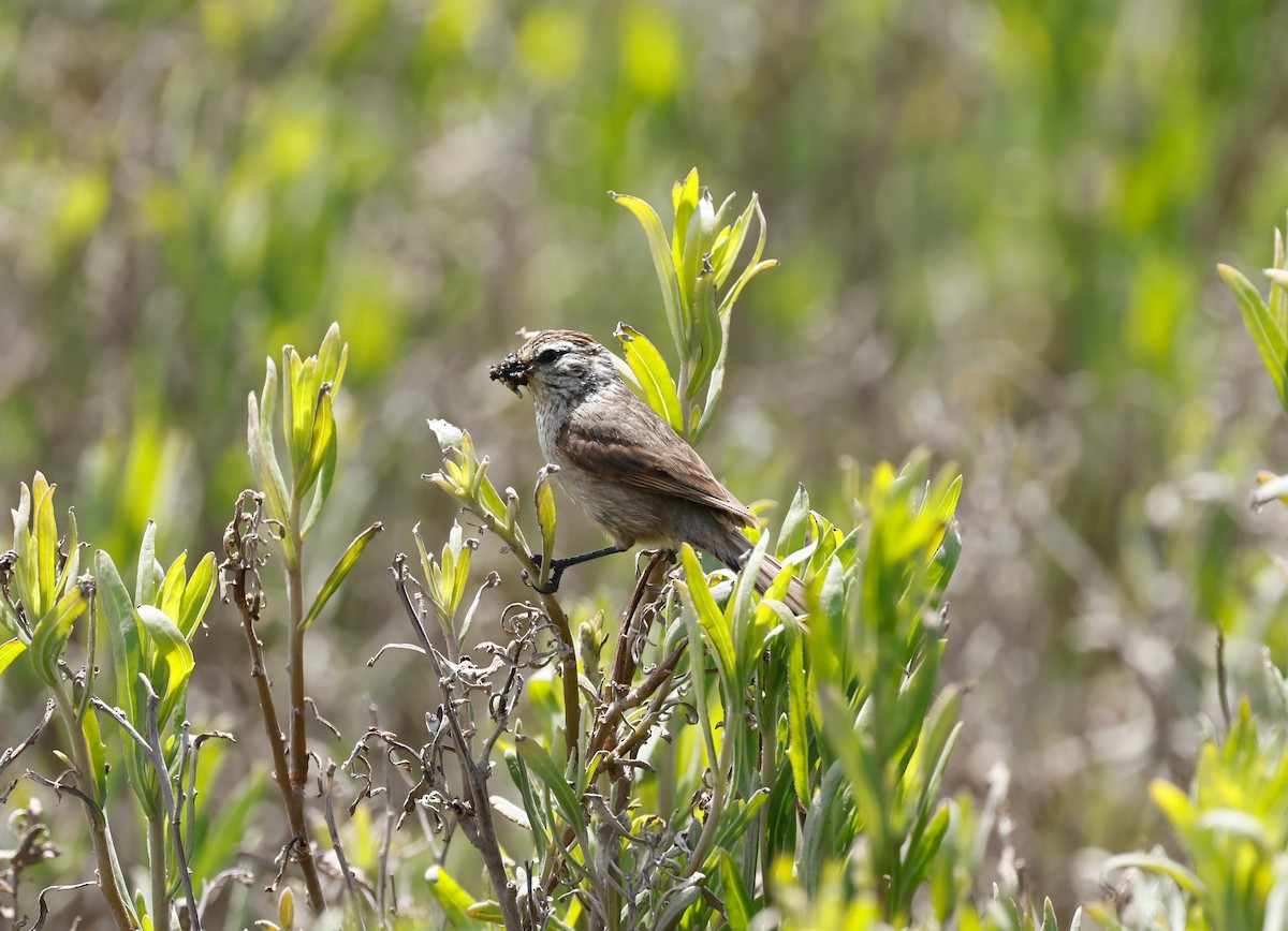 Plain-mantled Tit-Spinetail (aegithaloides) - ML629039379