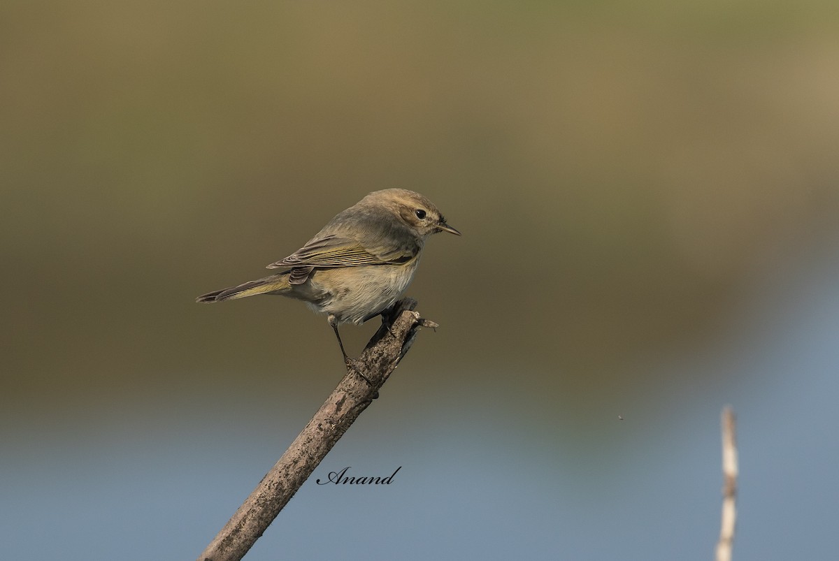 Common Chiffchaff - ML629039380