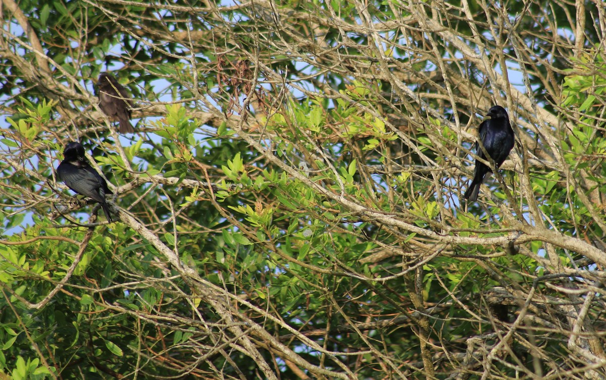 Shiny Cowbird - ML629039532