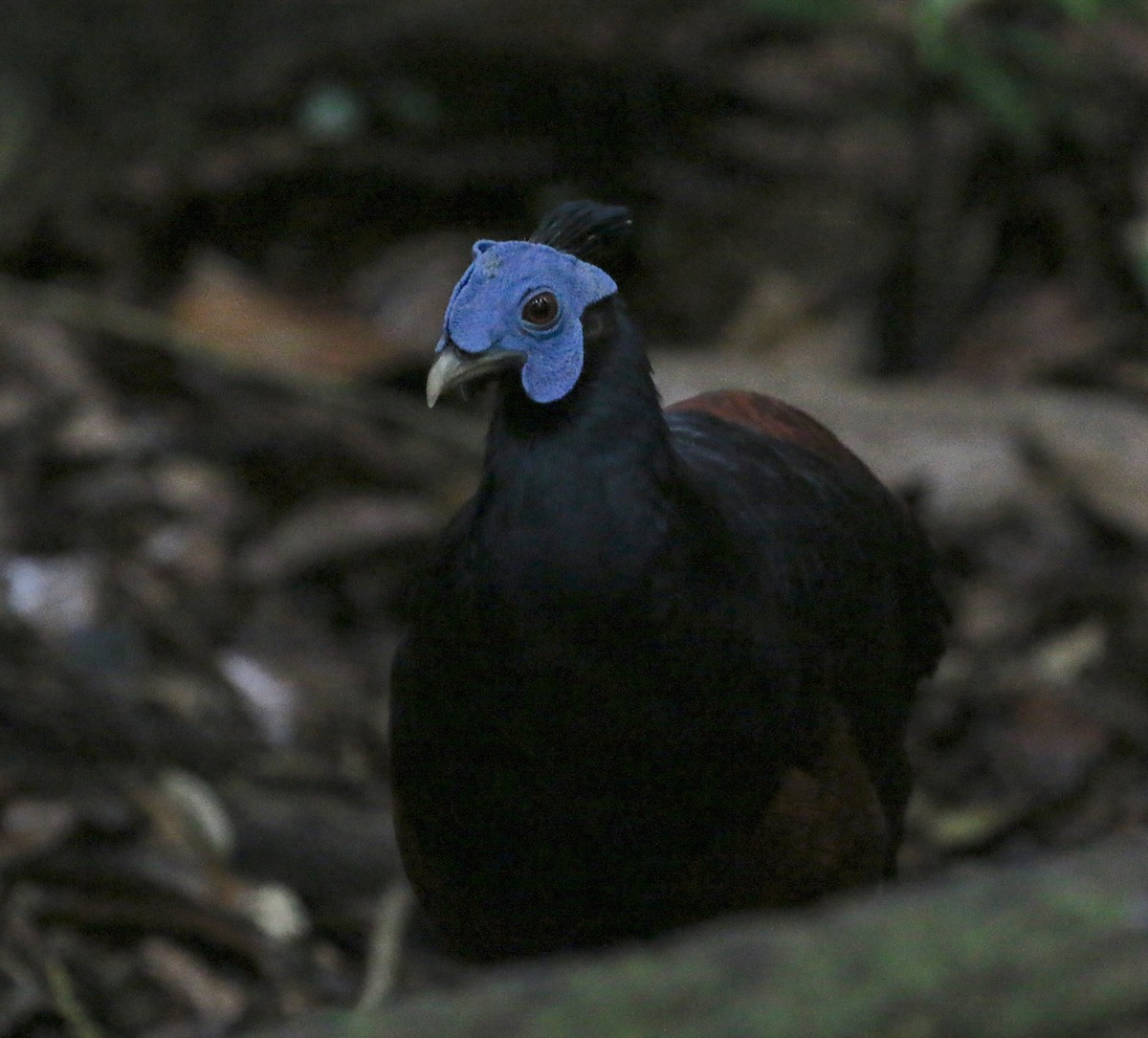 Bornean Crested Fireback - ML629039565