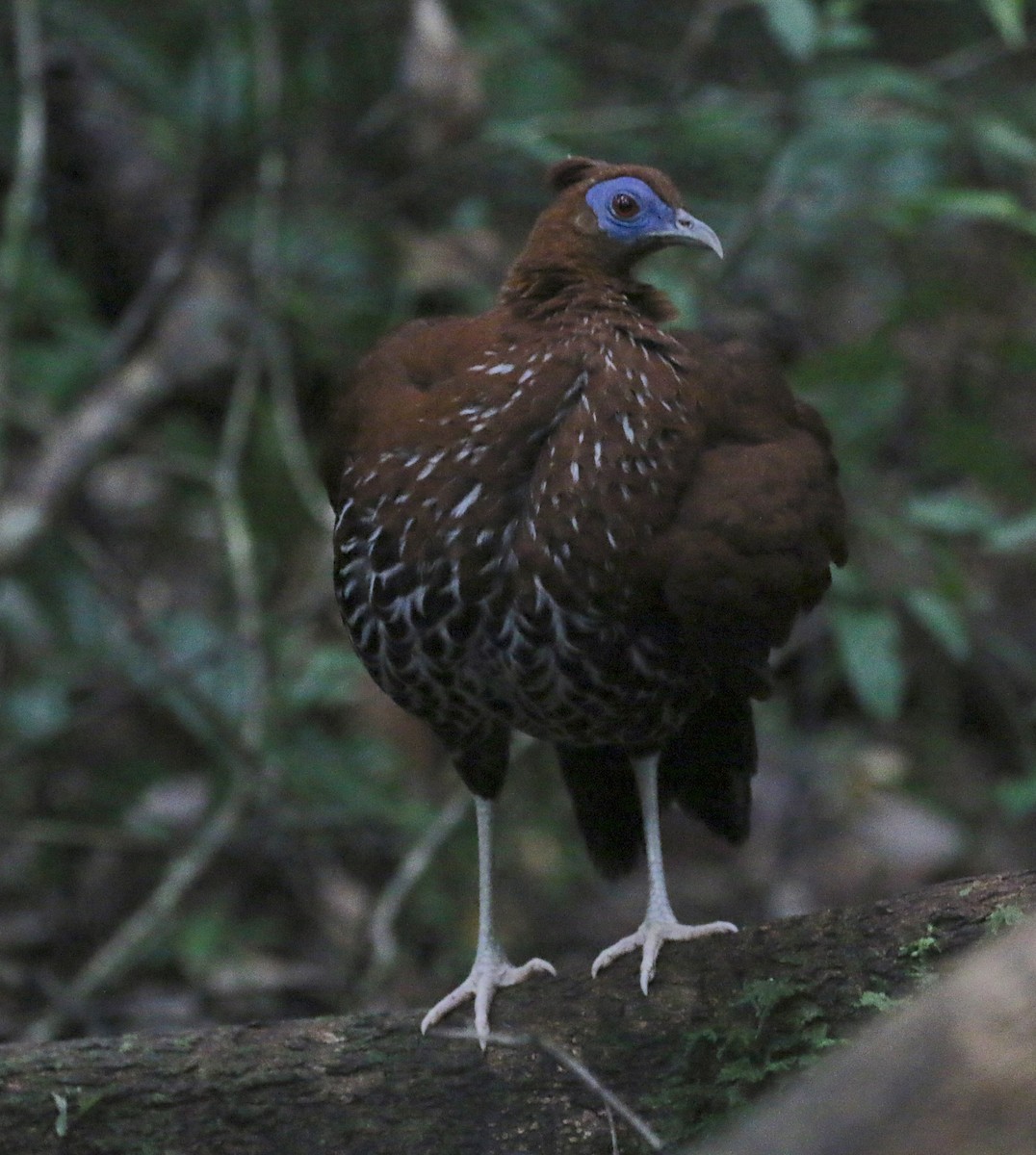 Bornean Crested Fireback - ML629039571
