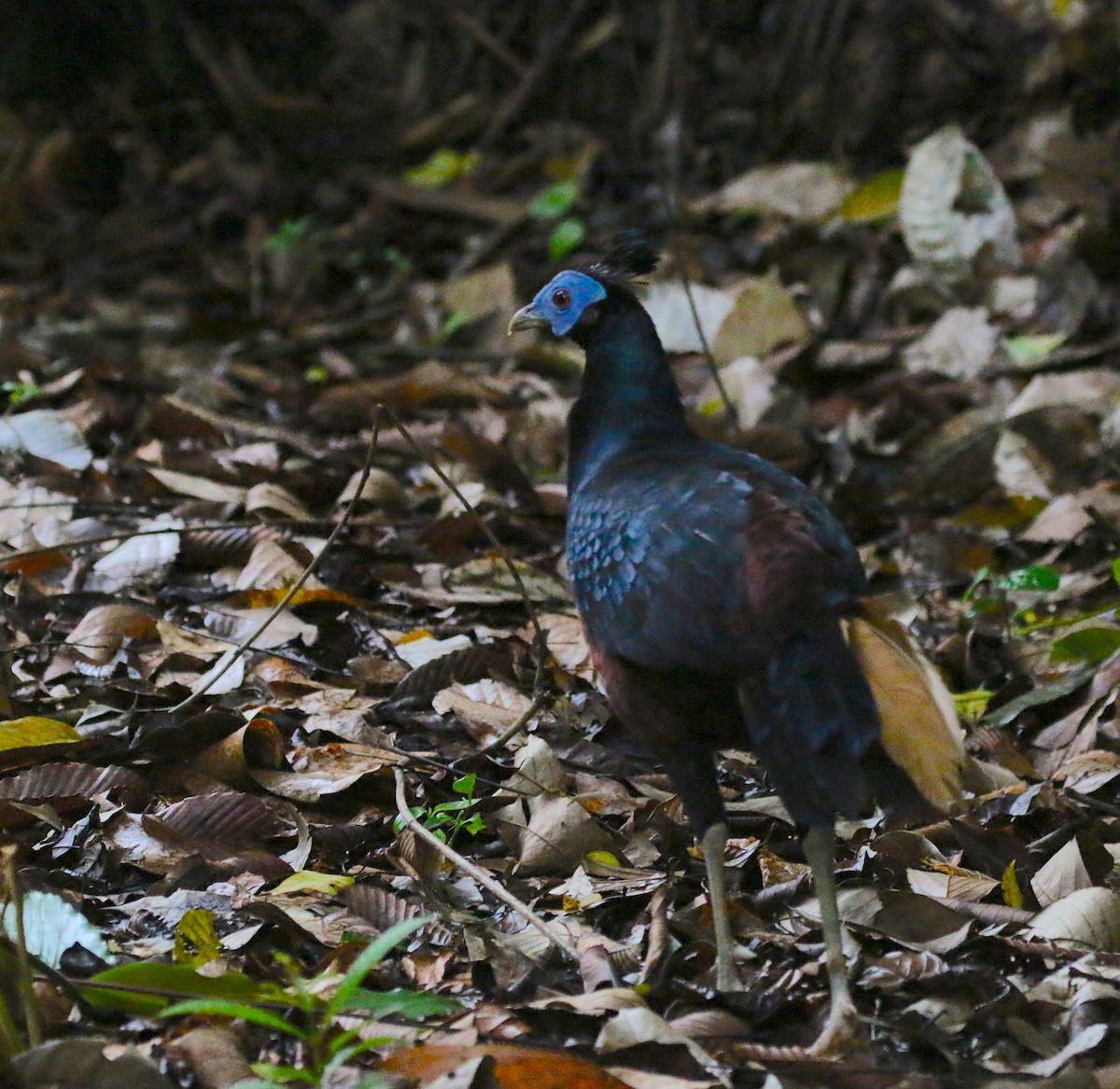 Bornean Crested Fireback - ML629039572
