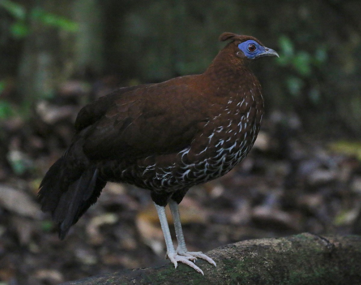 Bornean Crested Fireback - ML629039588