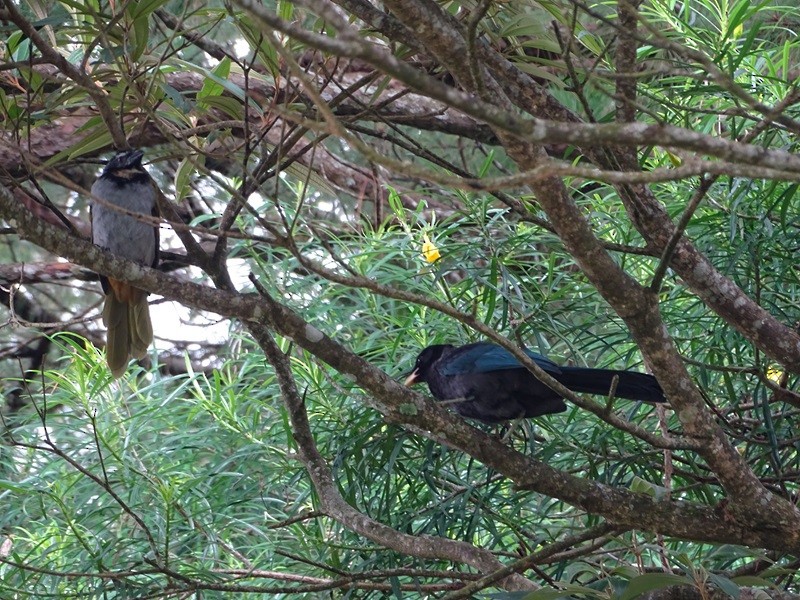 Bushy-crested Jay - ML629039758