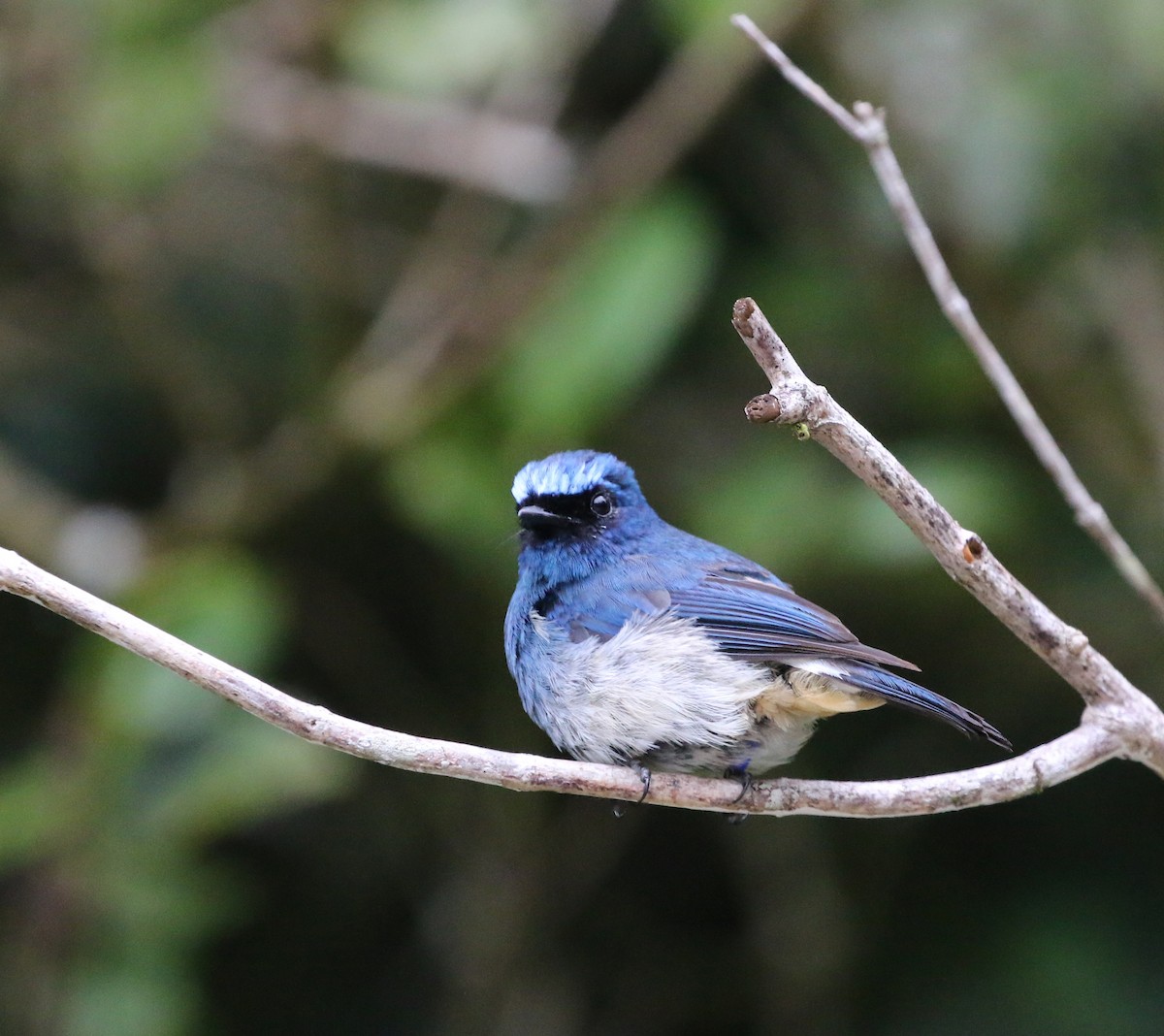 Indigo Flycatcher - ML629039802