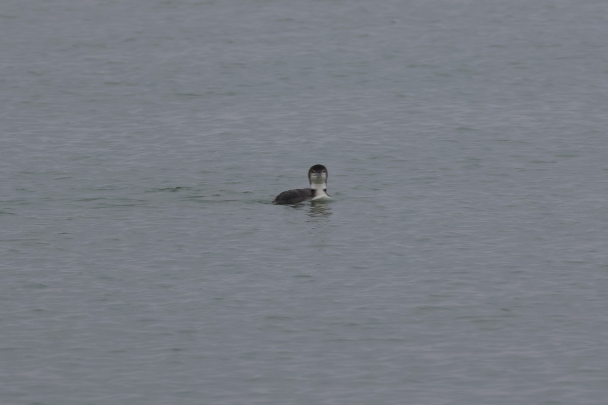 Common Loon - ML629039978