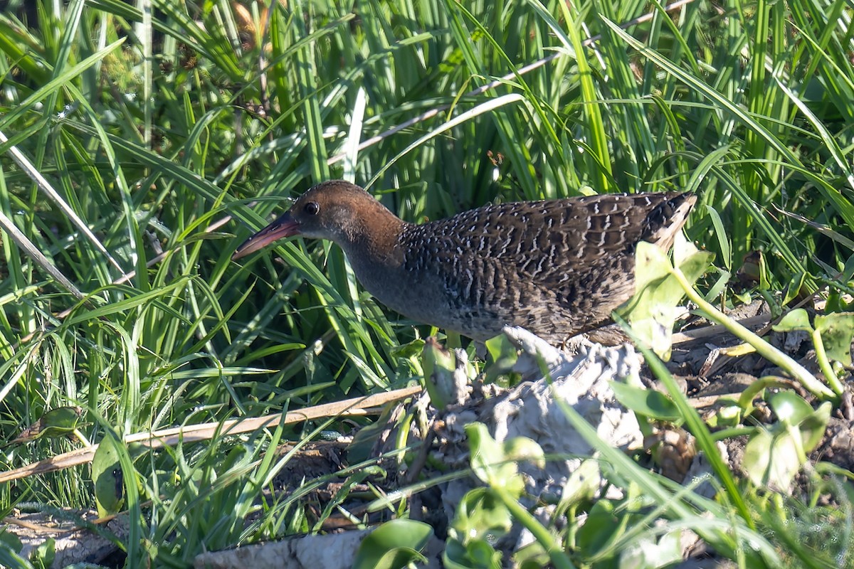 Slaty-breasted Rail - ML629040014