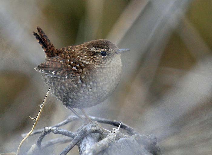 Winter Wren - ML629040029