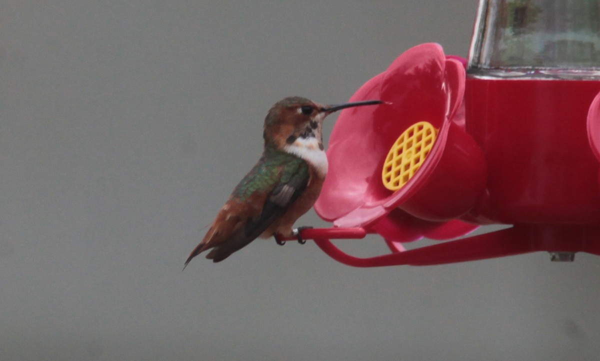 Allen's Hummingbird - ML629040126