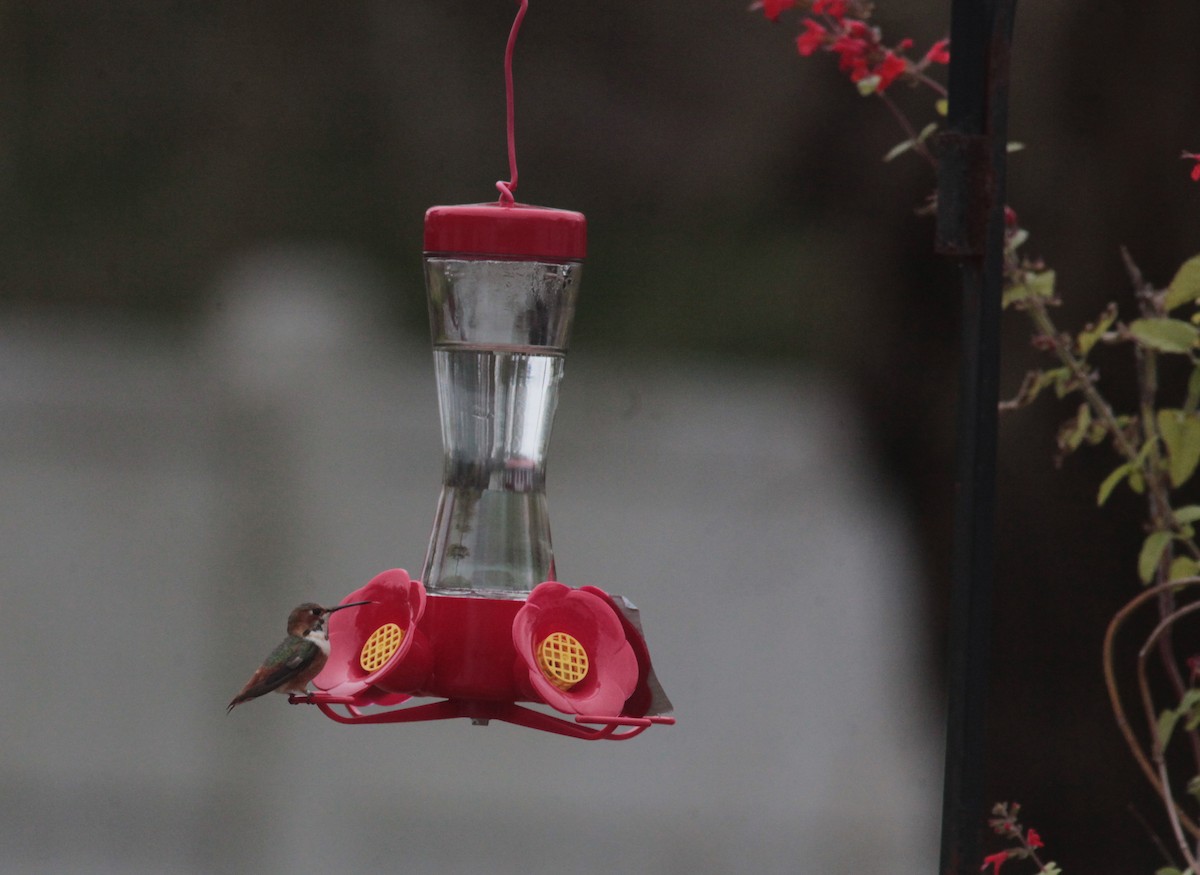 Allen's Hummingbird - ML629040128