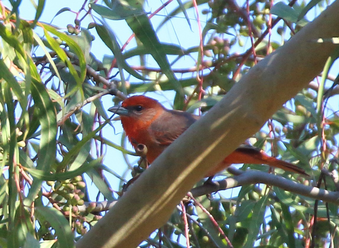 Hepatic Tanager - ML629040139