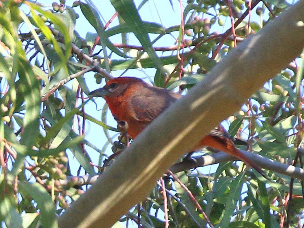 Hepatic Tanager - ML629040149