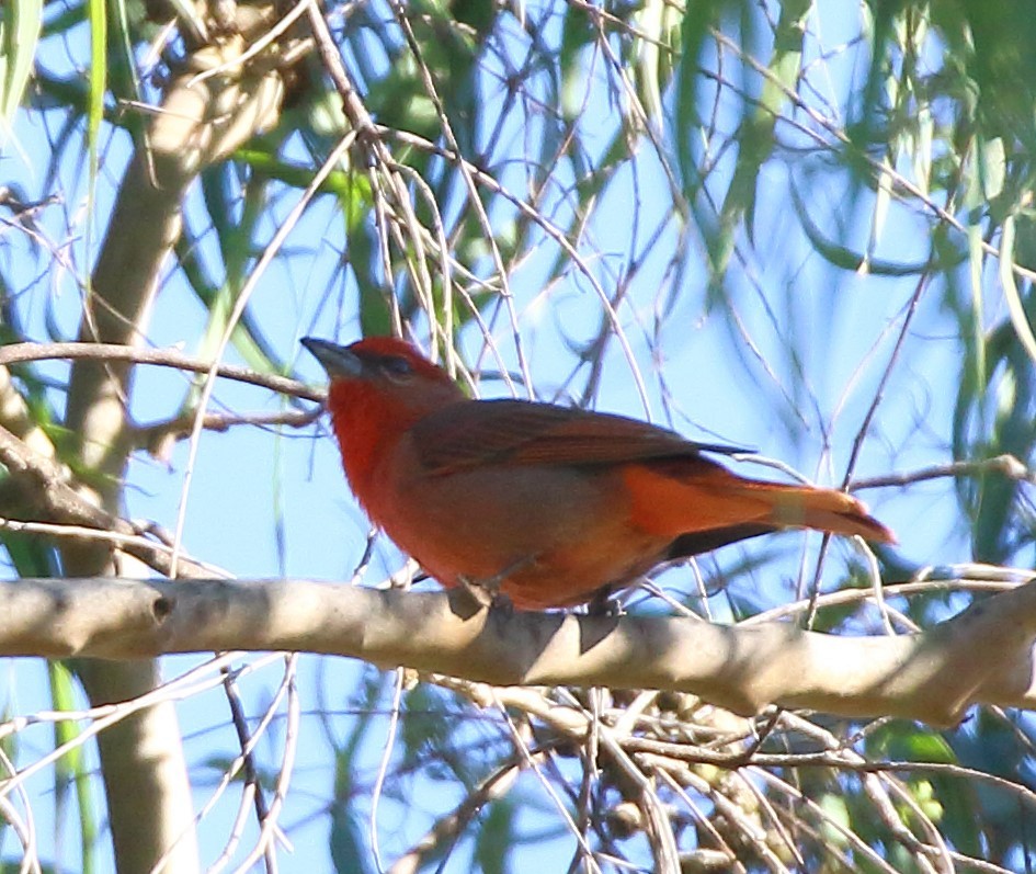 Hepatic Tanager - ML629040151